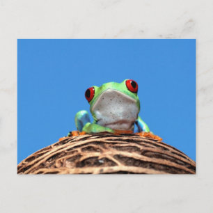 Carte Postale grenouille