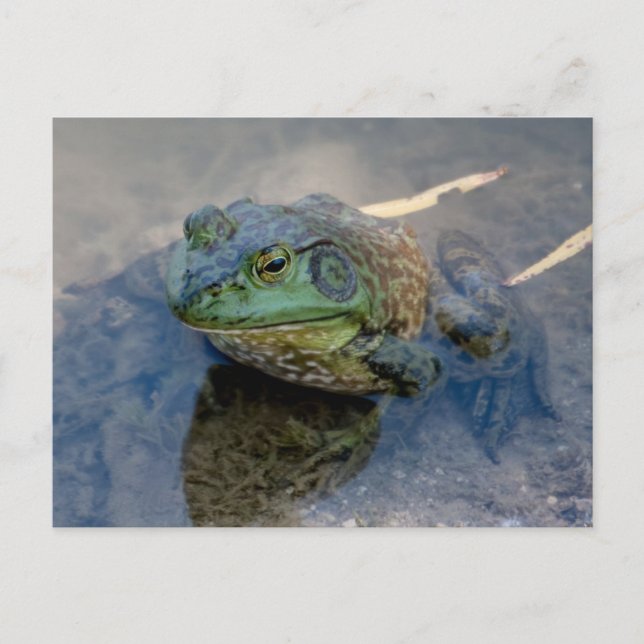 Carte Postale Grenouille (Devant)
