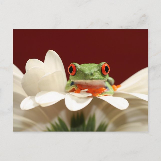 Carte Postale grenouille (Devant)