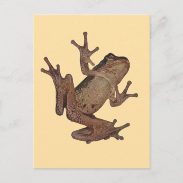 Carte Postale grenouille (Devant)