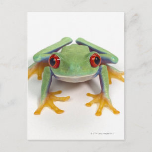 Carte Postale Grenouille