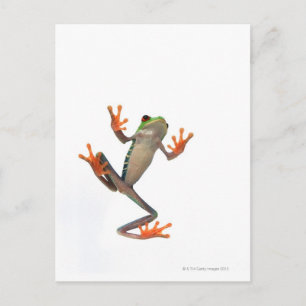 Carte Postale Grenouille