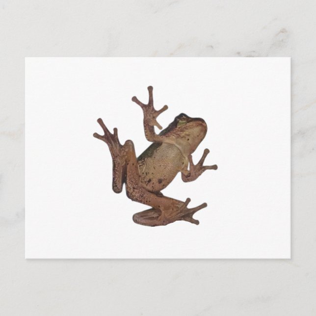 Carte Postale grenouille (Devant)