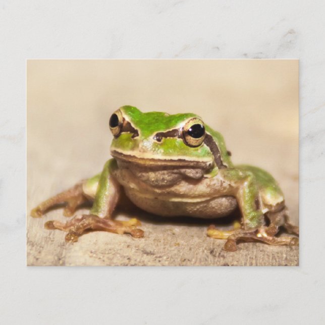 CARTE POSTALE GRENOUILLE (Devant)