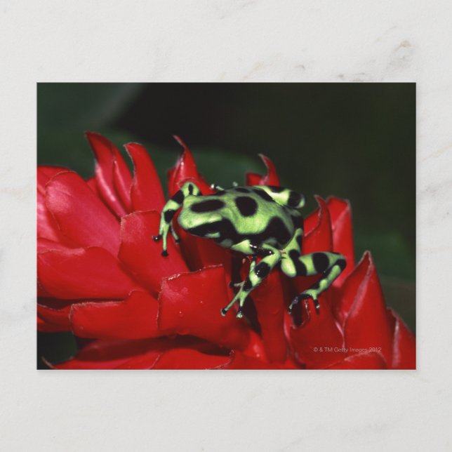 Carte Postale Grenouille 2 (Devant)