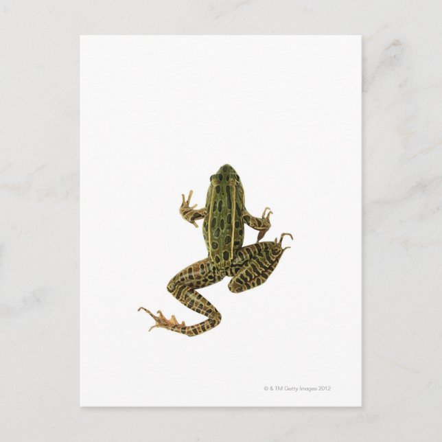 Carte Postale Grenouille 2 (Devant)