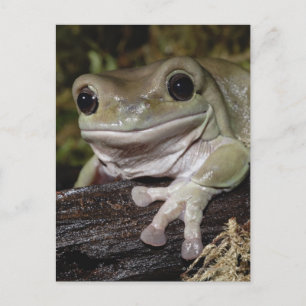 Carte Postale Grenouille à arbre croustillant. Grenouille souria