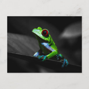 Carte Postale Grenouille à arbre rouge III