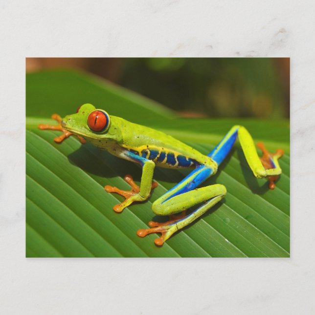 Carte Postale Grenouille à arbre rouge près de Playa Jaco au Cos (Devant)