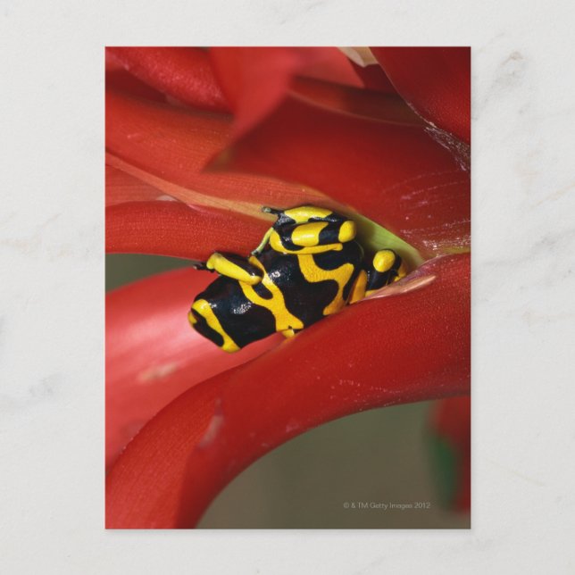 Carte Postale Grenouille à bandes jaunes (Devant)