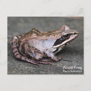 Carte Postale Grenouille à bois