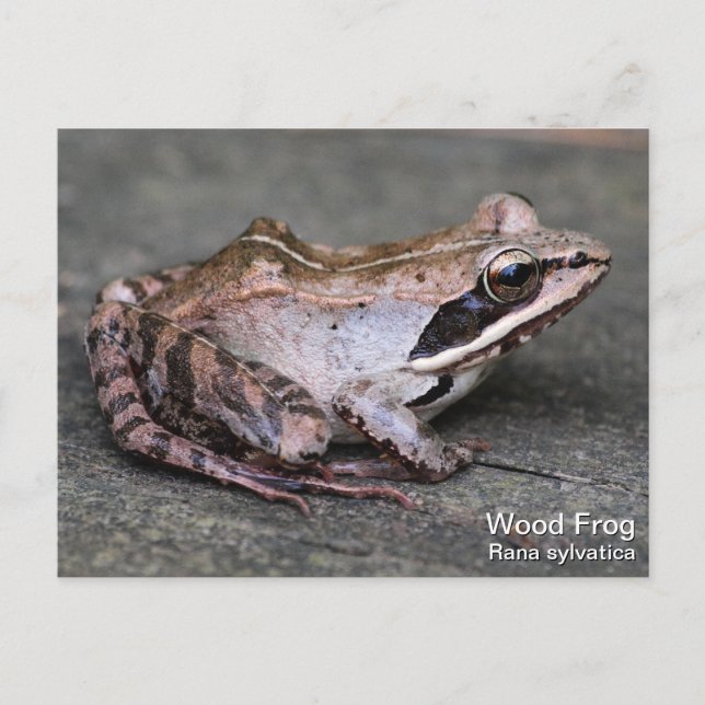 Carte Postale Grenouille à bois (Devant)