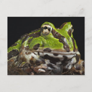 Carte Postale Grenouille à cornes du Pacifique Ceratophrys stolz