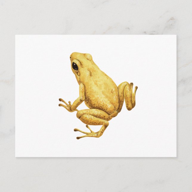 Carte Postale grenouille à fléchettes (Devant)