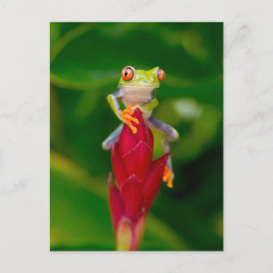 Carte Postale Grenouille à oeil rouge, Costa Rica