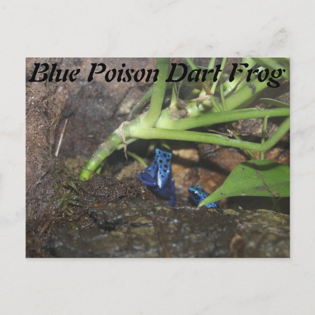 Carte Postale Grenouille à poison bleu # 2 (Devant)