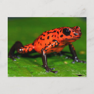 Carte Postale Grenouille à poison de fraise