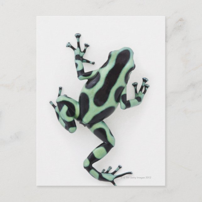 Carte Postale Grenouille à poison noire et verte 2 (Devant)