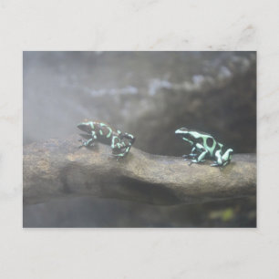 Carte Postale Grenouille à poison verte et noire # 6