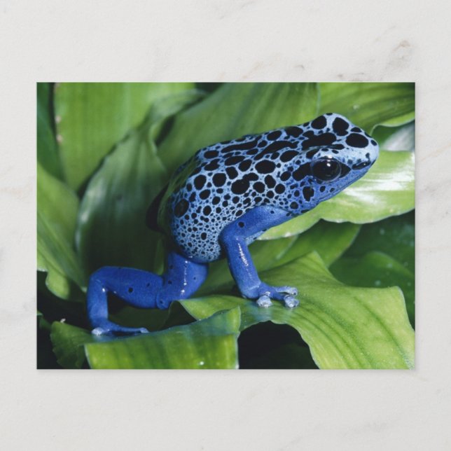 Carte Postale Grenouille à tarte à poison bleu (Devant)