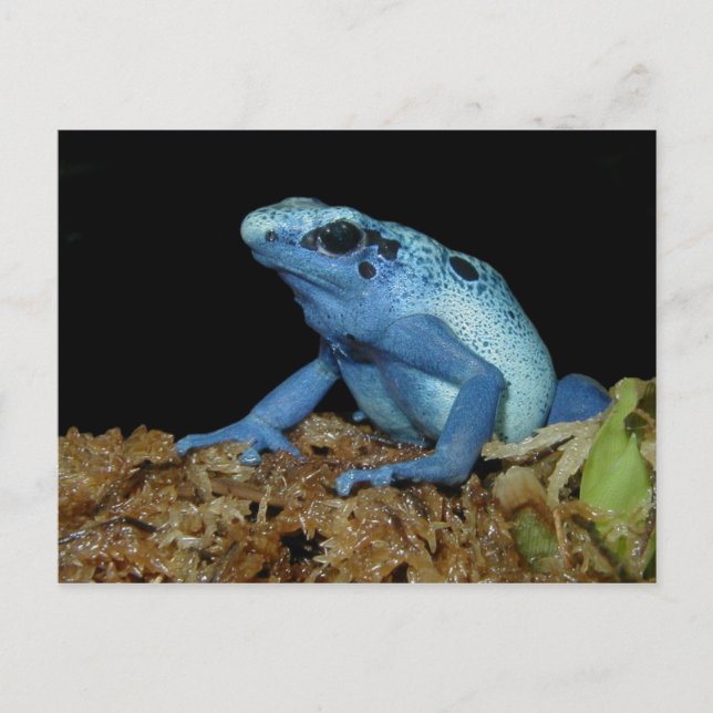 Carte Postale Grenouille à tarte bleue (Dendrobates azureus).jpg (Devant)