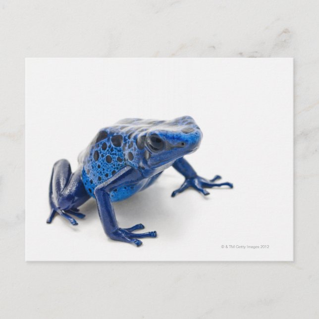 Carte Postale Grenouille à tarte (Dendrobates Tinctorius) (Devant)