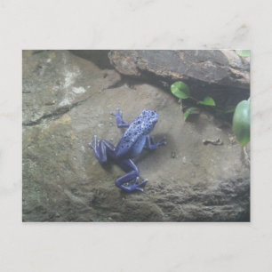 Carte Postale Grenouille à tarte poison Azureus