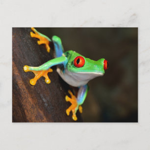 Carte Postale Grenouille à yeux rouges tropicale - Agalychnis Ca
