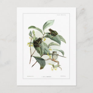 Carte Postale Grenouille arboricole