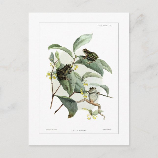 Carte Postale Grenouille arboricole (Devant)