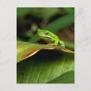 Carte postale Grenouille Arbre