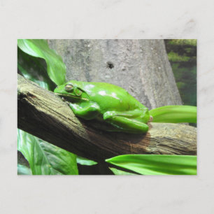 Carte postale Grenouille Arbre