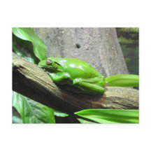 Carte postale Grenouille Arbre