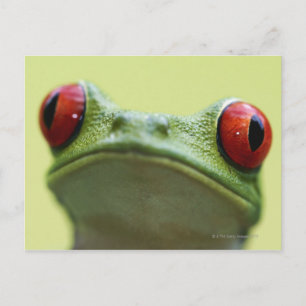 Carte Postale Grenouille aux yeux rouges (Agalychnis callidryas)