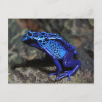 Grenouille bleue venimeuse, Grenouille bleu vif
