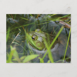 Carte Postale Grenouille Buckfield