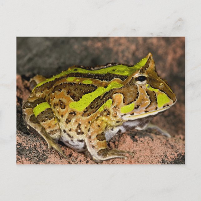 Carte Postale Grenouille corne brésilienne, Ceratophrys cornuta, (Devant)