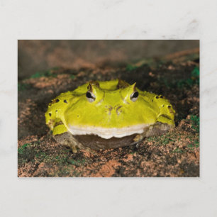 Carte Postale Grenouille corne brésilienne, Ceratophrys cornuta,