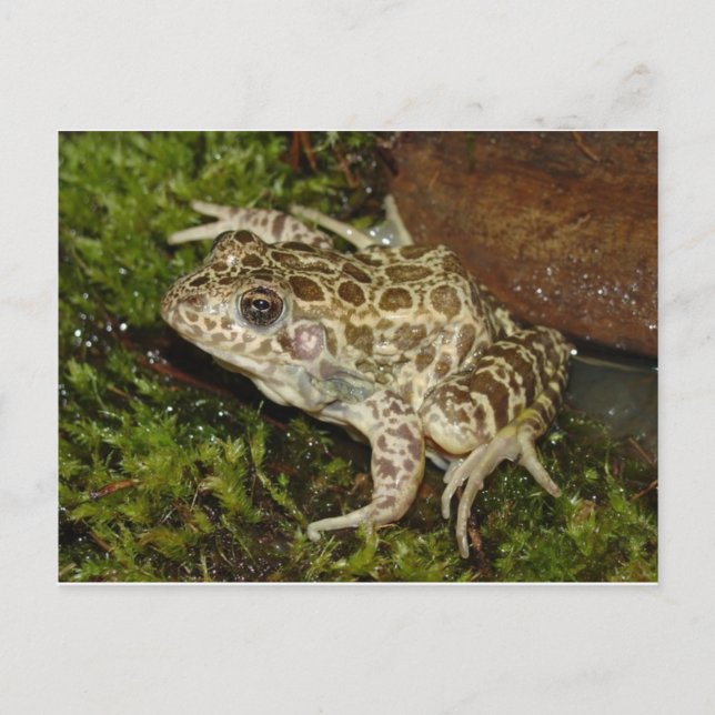 Carte postale Grenouille/crapaud (Devant)