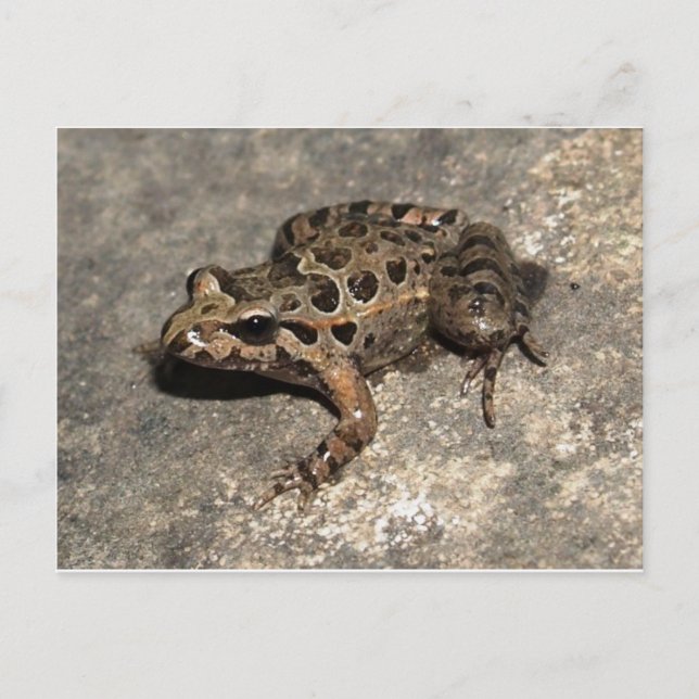 Carte postale Grenouille/crapaud (Devant)