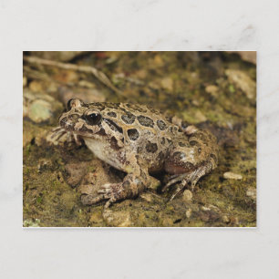 Carte postale Grenouille/crapaud