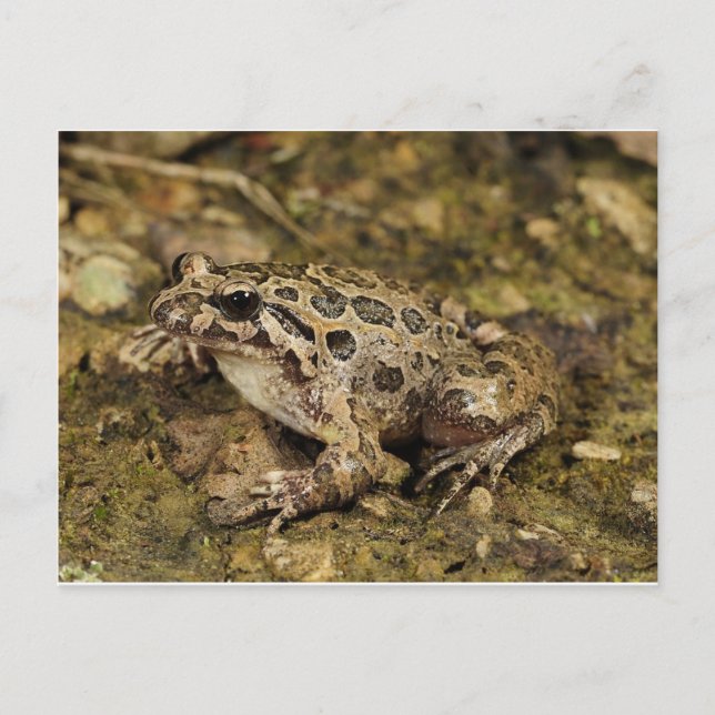 Carte postale Grenouille/crapaud (Devant)