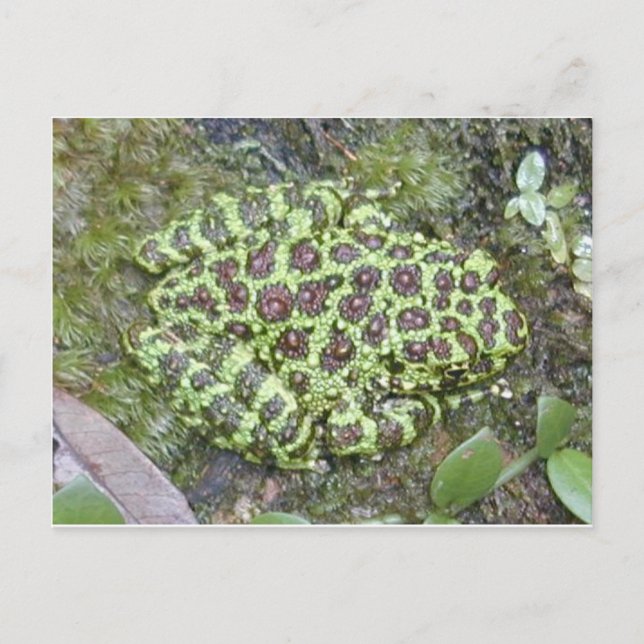 Carte postale Grenouille/crapaud (Devant)