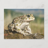 Carte postale Grenouille/crapaud