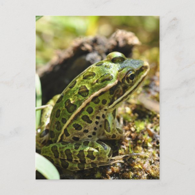 Carte postale Grenouille/crapaud (Devant)