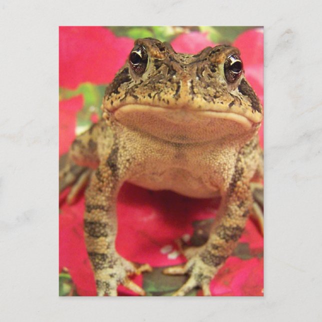 Carte Postale Grenouille crapaud debout contre le dos bougainvil (Devant)
