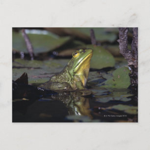 Carte Postale Grenouille dans un étang