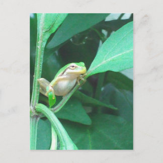 Carte Postale Grenouille d'arbre