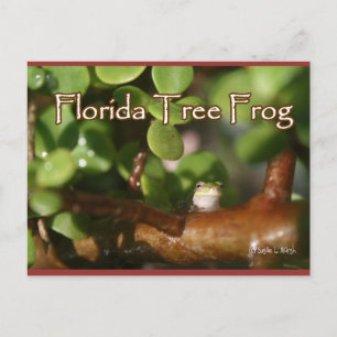 Carte Postale Grenouille d'arbre bébé en plante Bonsai avec text