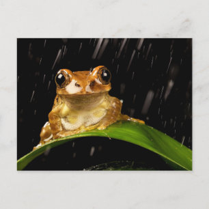Carte Postale Grenouille d'arbre d'or dans la pluie